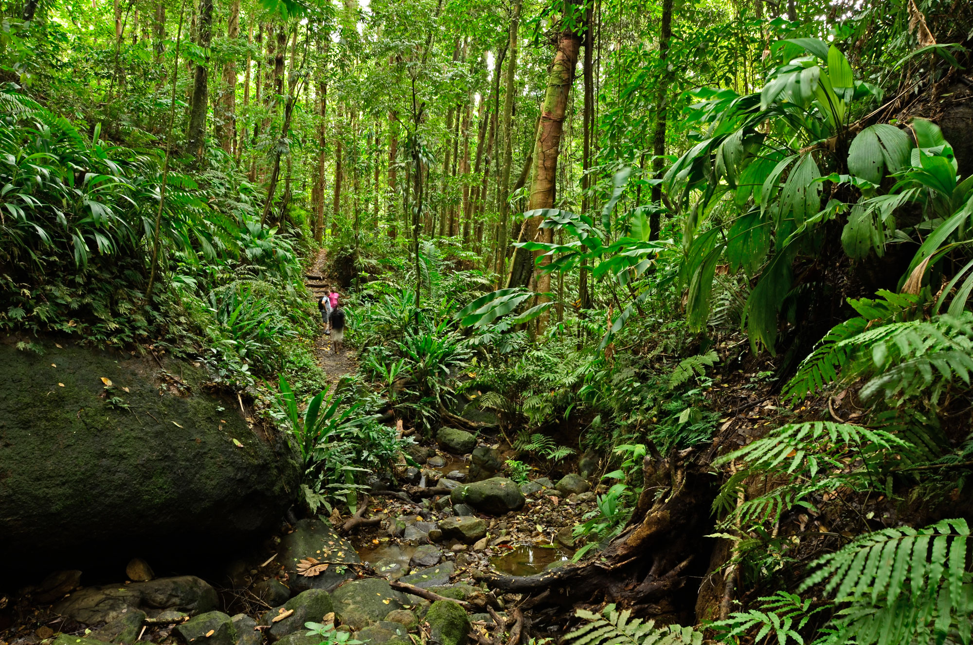 Rainforest